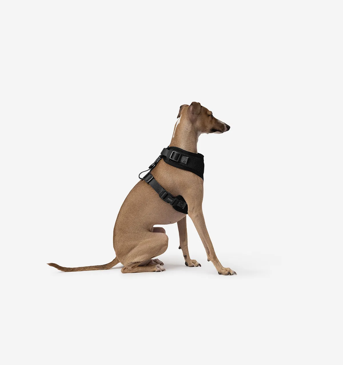 Black Dog Harness