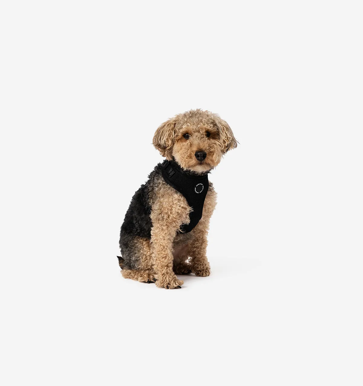 Black Dog Harness
