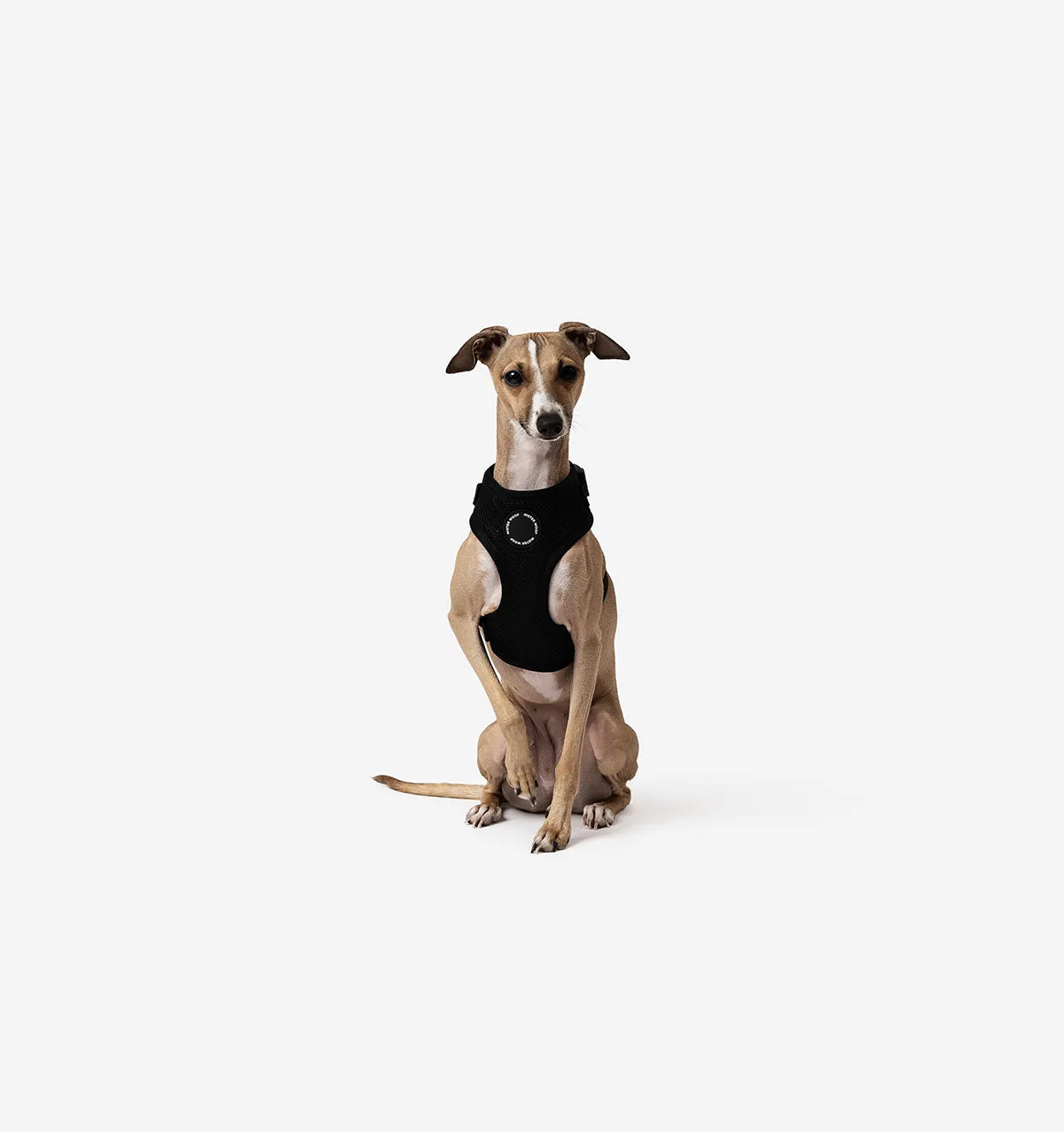 Black Dog Harness