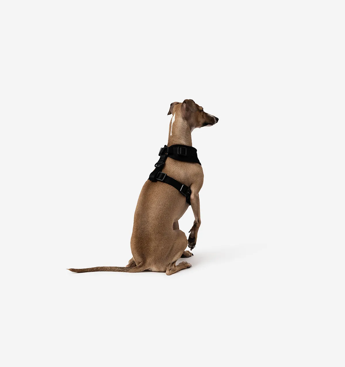 Black Dog Harness